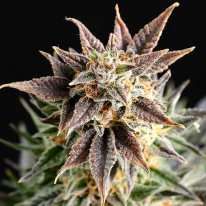 Big Band strain featuring dense, trichome-rich buds with vivid green leaves and bright orange hairs.