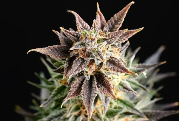 Big Band strain featuring dense, trichome-rich buds with vivid green leaves and bright orange hairs.