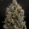 Big Bang Auto strain, featuring vibrant green buds with a heavy dusting of trichomes and bright pistils.