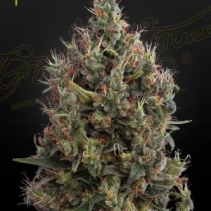 Big Bang Auto strain, featuring vibrant green buds with a heavy dusting of trichomes and bright pistils.