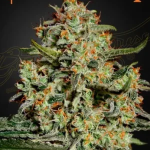 Big Bang Strain cannabis plant showing dense buds and healthy leaves.