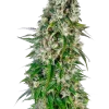 Big Bud Auto strain with large, dense buds, sparkling with trichomes and vibrant orange pistils.