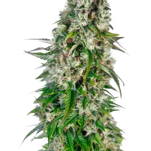 Big Bud Auto strain with large, dense buds, sparkling with trichomes and vibrant orange pistils.