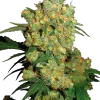 Big Bud strain featuring large, resinous buds with bright green hues and orange pistils.