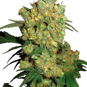 Big Bud strain featuring large, resinous buds with bright green hues and orange pistils.