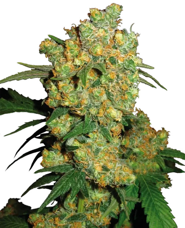 Big Bud strain featuring large, resinous buds with bright green hues and orange pistils.