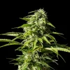 Big Bull strain highlighting large, resinous buds with vibrant shades of green and plentiful trichomes.
