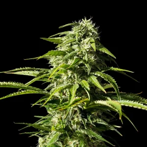 Big Bull strain highlighting large, resinous buds with vibrant shades of green and plentiful trichomes.