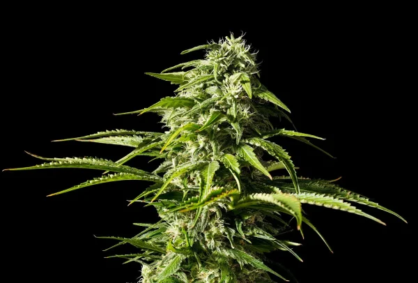 Big Bull strain highlighting large, resinous buds with vibrant shades of green and plentiful trichomes.