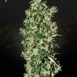 Big Tooth strain with dense buds covered in frosty crystals and fiery orange pistils.