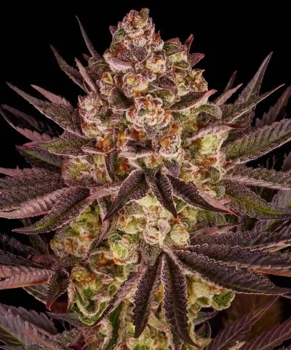 Close-up of Biscotti Mintz Strain with vibrant purple leaves and resin-covered buds.