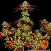 Biscotti Mintz Strain plant in full bloom, showcasing deep green and purple hues.