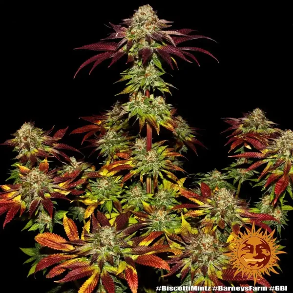 Biscotti Mintz Strain plant in full bloom, showcasing deep green and purple hues.