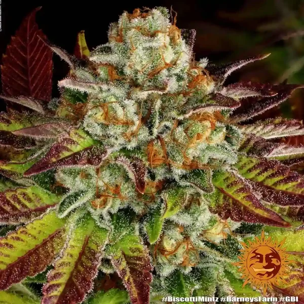 Detailed shot of Biscotti Mintz Strain’s trichome-rich buds and purple-tinged leaves.