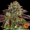 Biscotti Mintz Strain with dense buds and colorful foliage under ideal grow conditions.