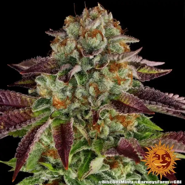 Biscotti Mintz Strain with dense buds and colorful foliage under ideal grow conditions.