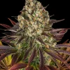 Close-up view of a dense Biscotti Strain bud, displaying deep purple leaves and frosty trichomes.