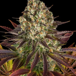 Close-up view of a dense Biscotti Strain bud, displaying deep purple leaves and frosty trichomes.