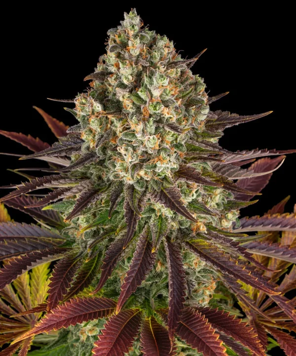 Close-up view of a dense Biscotti Strain bud, displaying deep purple leaves and frosty trichomes.
