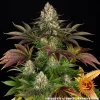 Full Biscotti Strain plant showcasing vibrant green and purple foliage under optimal growth conditions.
