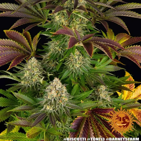 Detailed look at the mature Biscotti Strain plant, with compact buds surrounded by colorful fan leaves.