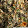 Macro shot of Biscotti Strain's resin-rich buds, highlighting its intricate trichome coverage and orange pistils