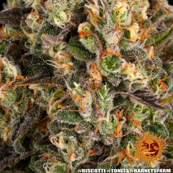 Macro shot of Biscotti Strain's resin-rich buds, highlighting its intricate trichome coverage and orange pistils