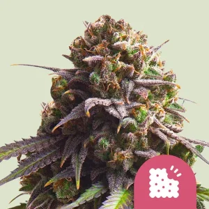 Close-up of Biscotti Strain, featuring dense purple buds with bright orange pistils.