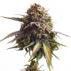 Biscotti Strain flower, displaying colorful purple tones and vibrant green sugar leaves.