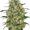Black Domina strain featuring dense, dark green buds covered in glistening trichomes.