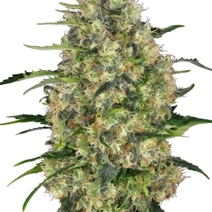 Black Domina strain featuring dense, dark green buds covered in glistening trichomes.