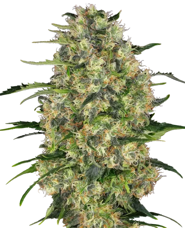 Black Domina strain featuring dense, dark green buds covered in glistening trichomes.