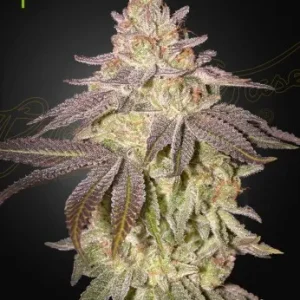 Black Toffee Auto strain buds, sparkling with trichomes, rich green color, and hints of dark purple.