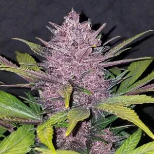 Single Blackberry Auto bud with deep purple coloration and crystal-covered trichomes