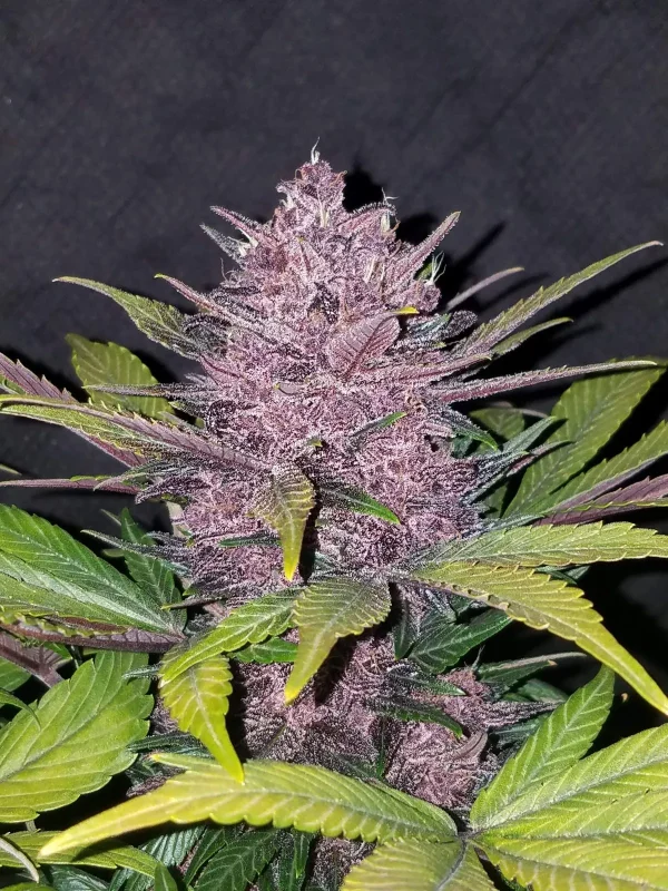 Single Blackberry Auto bud with deep purple coloration and crystal-covered trichomes