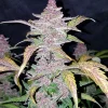 Side view of Blackberry Auto plant showing dense, purple buds and vibrant green leaves