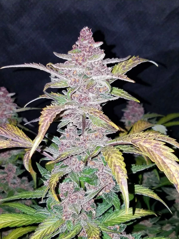 Side view of Blackberry Auto plant showing dense, purple buds and vibrant green leaves