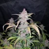 Close-up of Blackberry Auto cola with rich purple tones and frosty trichomes