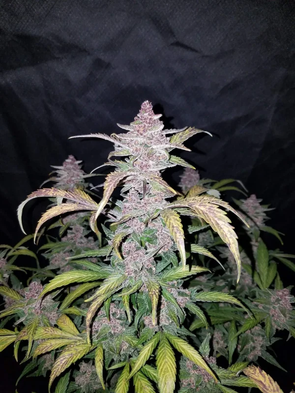 Close-up of Blackberry Auto cola with rich purple tones and frosty trichomes