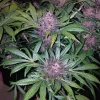 Blackberry Auto plant with lush green leaves and dark purple buds covered in trichomes