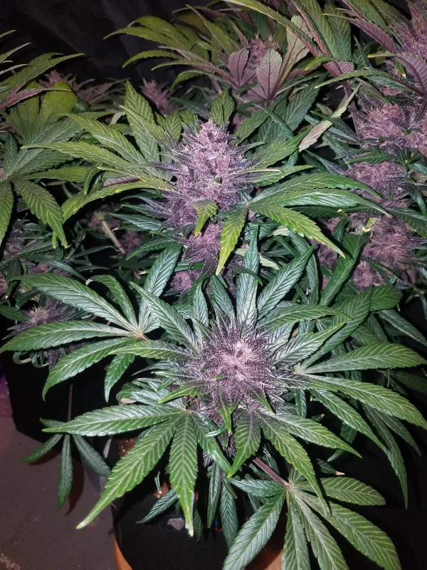 Blackberry Auto plant with lush green leaves and dark purple buds covered in trichomes