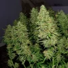 Large cannabis plant with dense, frosty buds and dark green leaves, highlighting the rich foliage of Blue Auto Mazar