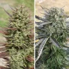 Close-up of a frosty cannabis bud with purple hues and green leaves, capturing the distinct coloration of Blue Auto Mazar strain