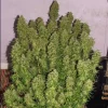 Dense cannabis plant with multiple resin-coated buds and lush green leaves, showing the vibrant growth of Blue Auto Mazar strain