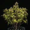 Blue Cheese Auto Strain plant in full bloom, displaying robust branches with multiple buds.