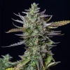 Mature Blue Cheese Auto Strain bud covered in sticky resin under controlled lighting.