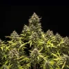 Cluster of Blue Cheese Auto Strain flowers, highlighting their characteristic compact structure.