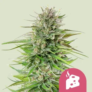 Blue Cheese Strain's thick buds covered in trichomes, highlighting its potency and distinct aroma.