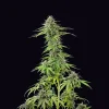 Tall, mature Blue Cheese Strain plant ready for harvest with dense, aromatic buds.