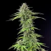 Lush Blue Cheese Strain with multiple buds forming, displaying its impressive growth structure.
